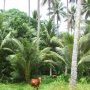C'est chouette la vie de vache au Vanuatu