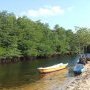 En barque a travers la mangrove
