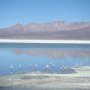 Salar saupoudre de flamants