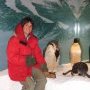 En visite chez les pingouins