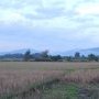 Rizieres bien seches