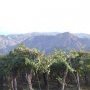 Ce n'est pas une foret mais des vignes !