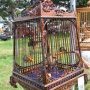 Bulbul en cage