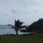 Petit avion au dessus des palmiers
