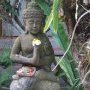 Une fleur fraiche pour Bouddha