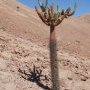 A l'ombre des cactus