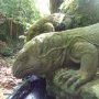 Perdus dans la foret, les varans montent la garde