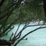 Un arbre bien au frais