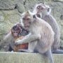 Toute la famille reunie autour d'une noix de coco