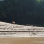 Des vaches sur les bancs de sable