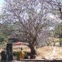 Un roi sous son arbre