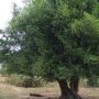 Cochon sous son arbre