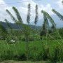 Rideau de plantes