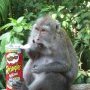 Pensez y la prochaine fois que vous vous goinfrez de chips...