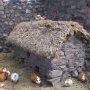 La maison miniature des cochons d'inde