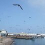 Les oiseaux - remake