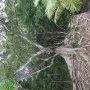 Le banyan se plait sur les ruines