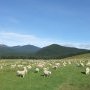 Des moutons par millions