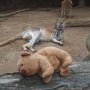 Sieste partagee