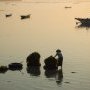 La dure recolte des algues