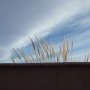 Nature morte
