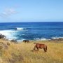 La belle vie des chevaux pascuans